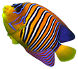 Pfauenkaiserfisch (Pygoplites diacanthus)